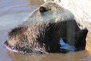 23 - Grouse Mountain - IMG_1537